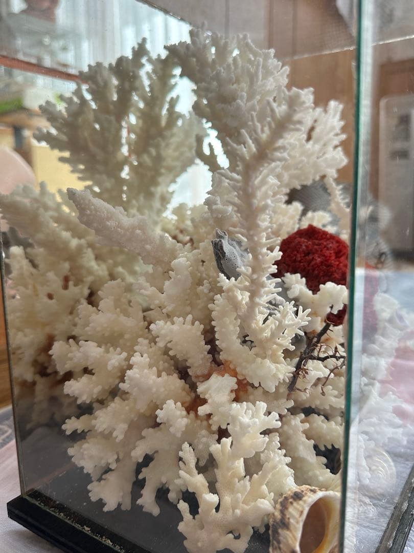 【超希少】フィジー産天然白珊瑚、赤珊瑚のディスプレイ置物