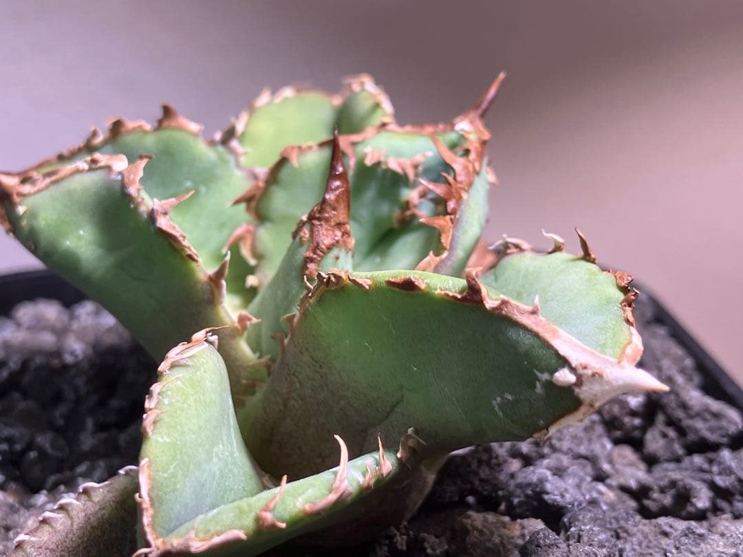 【初売り】19 ぶつぶつ　アガベ　チタノタ　鰐亀　TC 上澳園芸