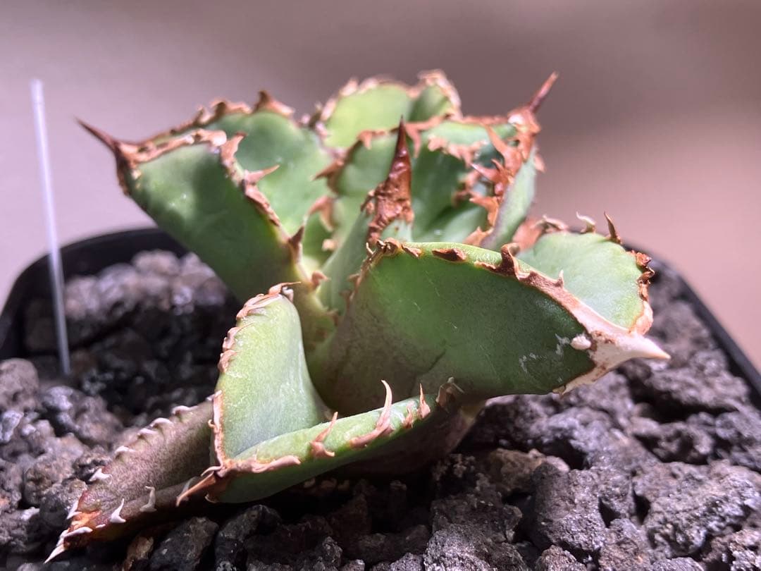 【初売り】19 ぶつぶつ　アガベ　チタノタ　鰐亀　TC 上澳園芸