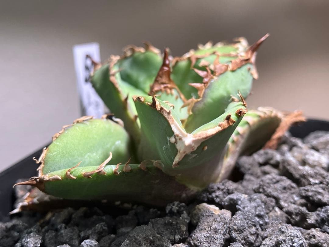 【初売り】19 ぶつぶつ　アガベ　チタノタ　鰐亀　TC 上澳園芸