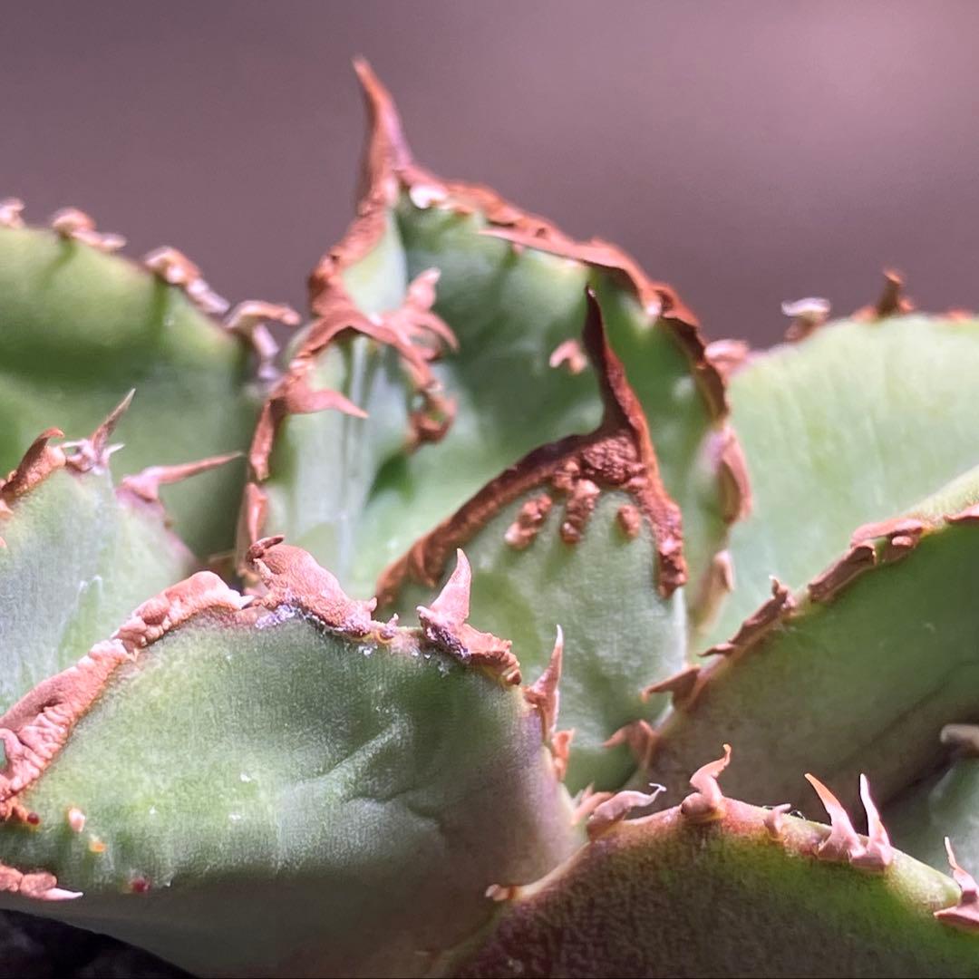 【初売り】19 ぶつぶつ　アガベ　チタノタ　鰐亀　TC 上澳園芸