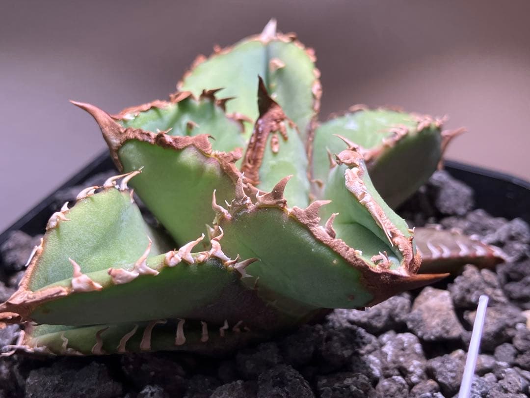 【初売り】19 ぶつぶつ　アガベ　チタノタ　鰐亀　TC 上澳園芸