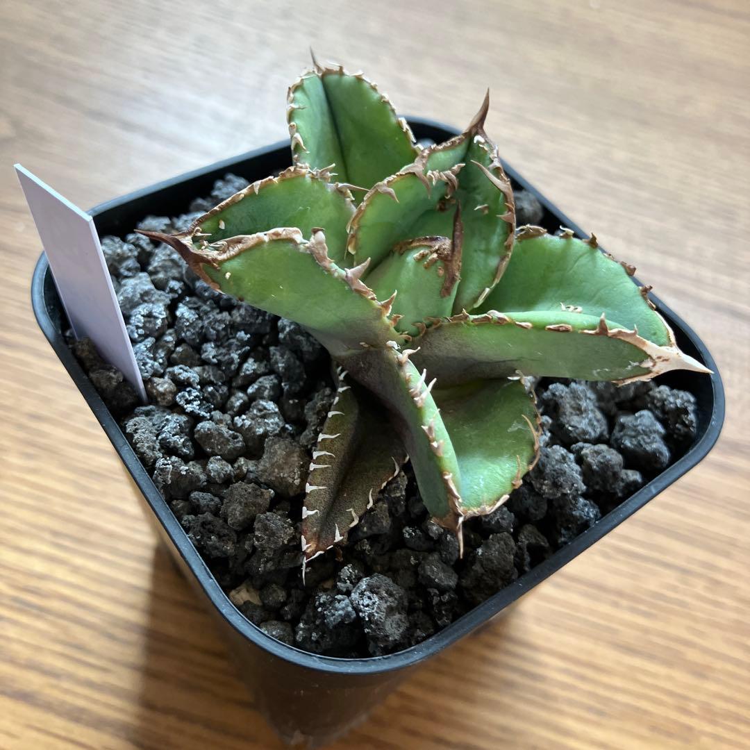 【初売り】19 ぶつぶつ　アガベ　チタノタ　鰐亀　TC 上澳園芸