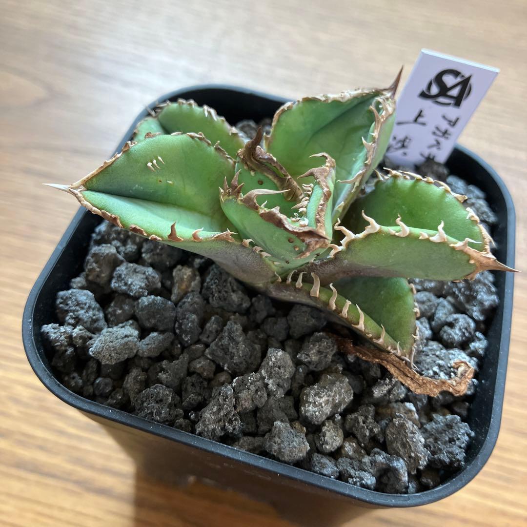 【初売り】19 ぶつぶつ　アガベ　チタノタ　鰐亀　TC 上澳園芸