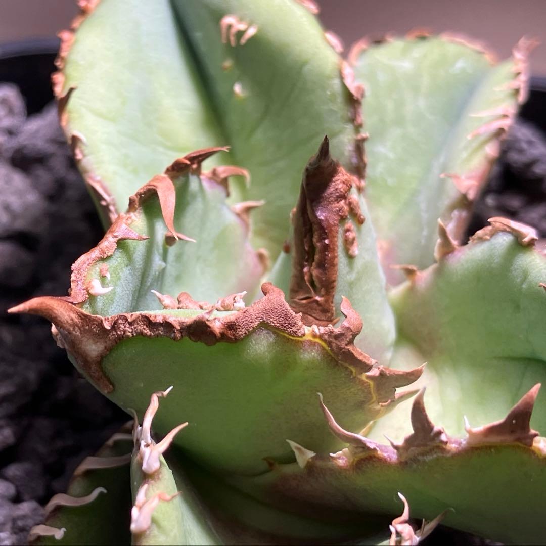 【初売り】19 ぶつぶつ　アガベ　チタノタ　鰐亀　TC 上澳園芸