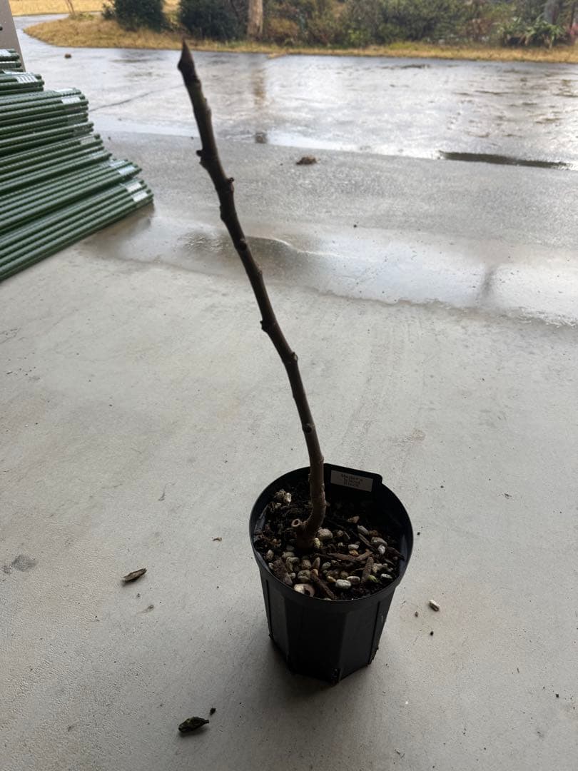 Madeira  black   イチジク いちじく 穂木 苗