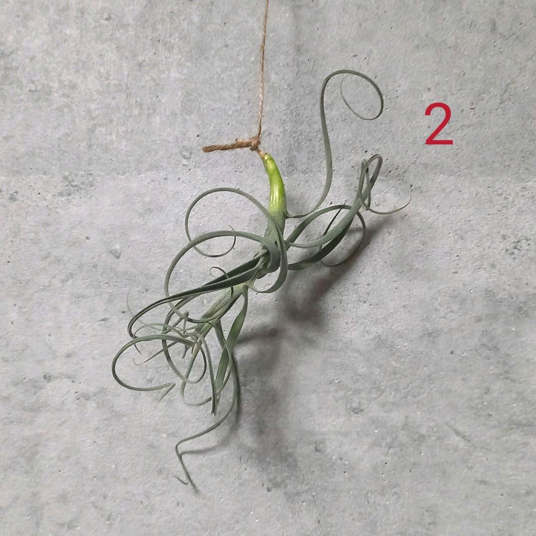 くま様確認用