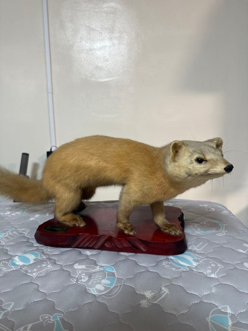 テン剥製