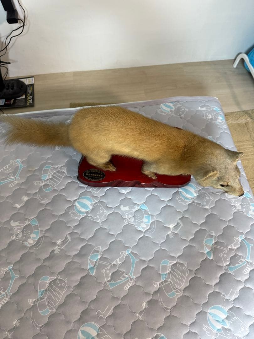 テン剥製
