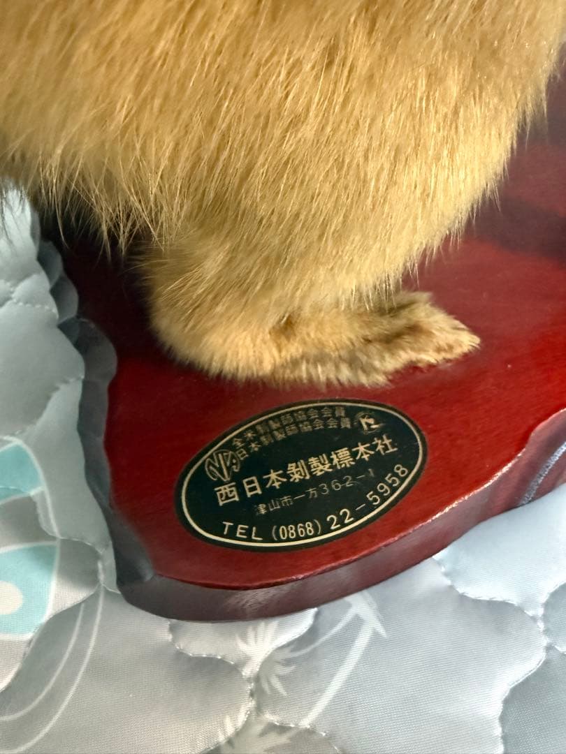 テン剥製