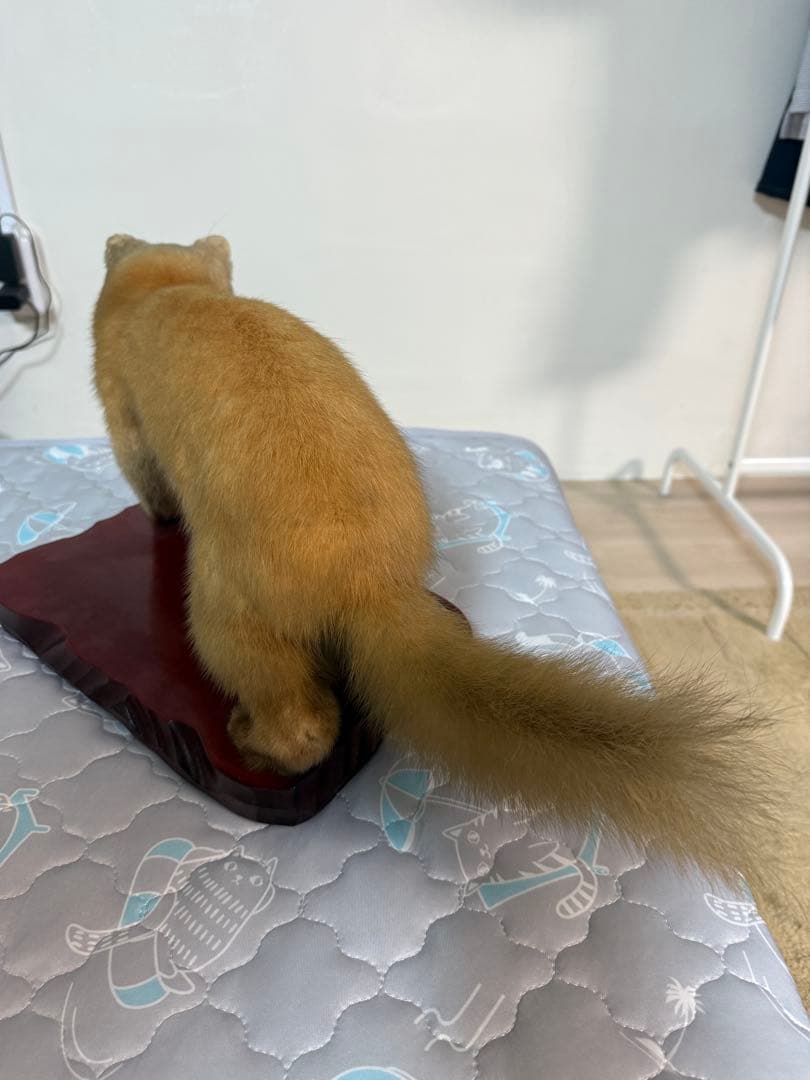 テン剥製
