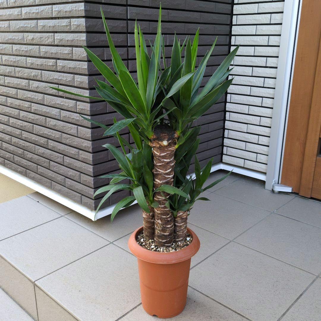 観葉植物　ユッカ　エレファンティペス 青年の木　７号鉢