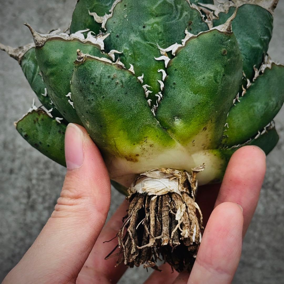 苔*き様 多肉植物・アガベ・チタノタ・海王・強鋸歯・特選美株