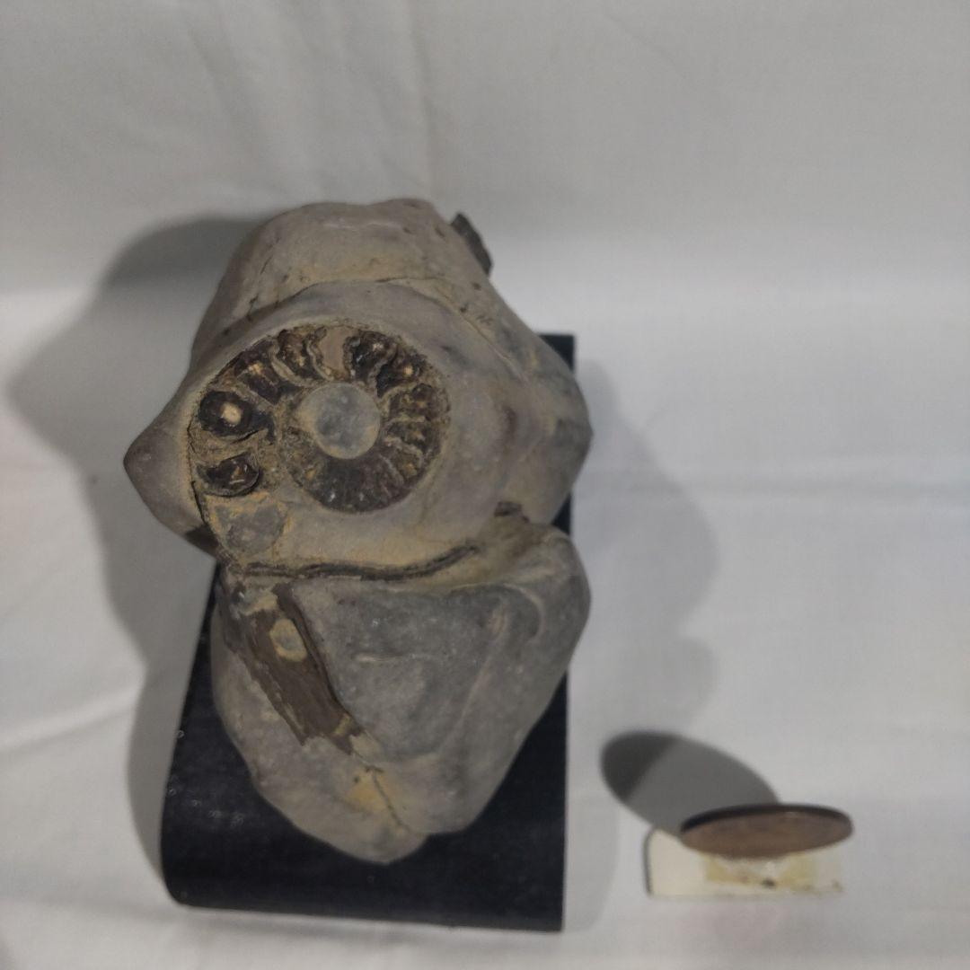 北海道アンモナイト化石、正常巻2点＋異常巻1点＋小ノジュール＋資料4点