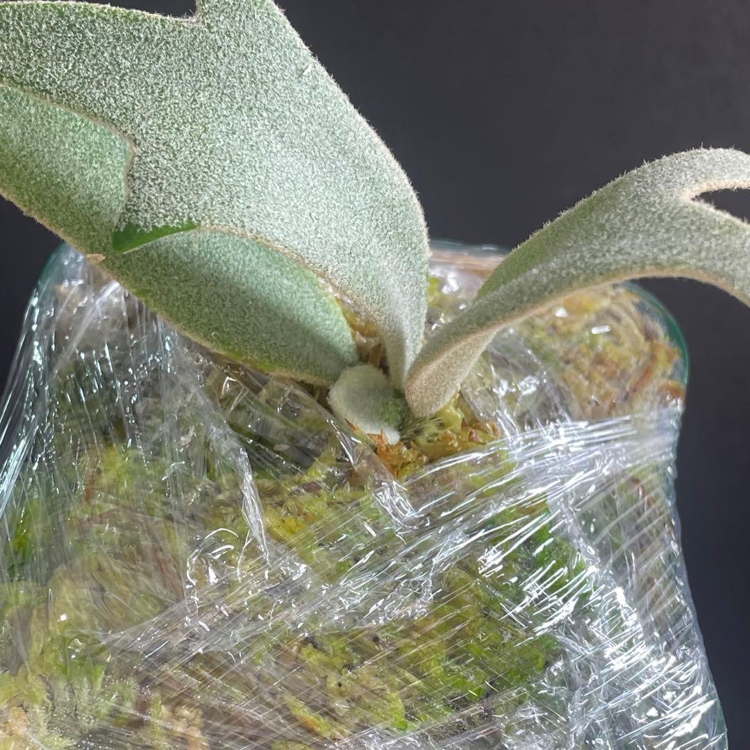 ②willinckii 伊弉諾 子株 ビカクシダ