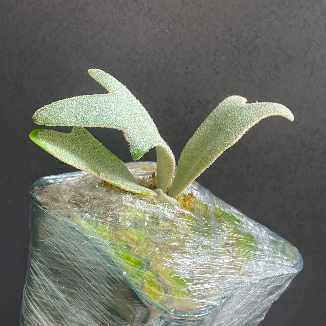 ②willinckii 伊弉諾 子株 ビカクシダ