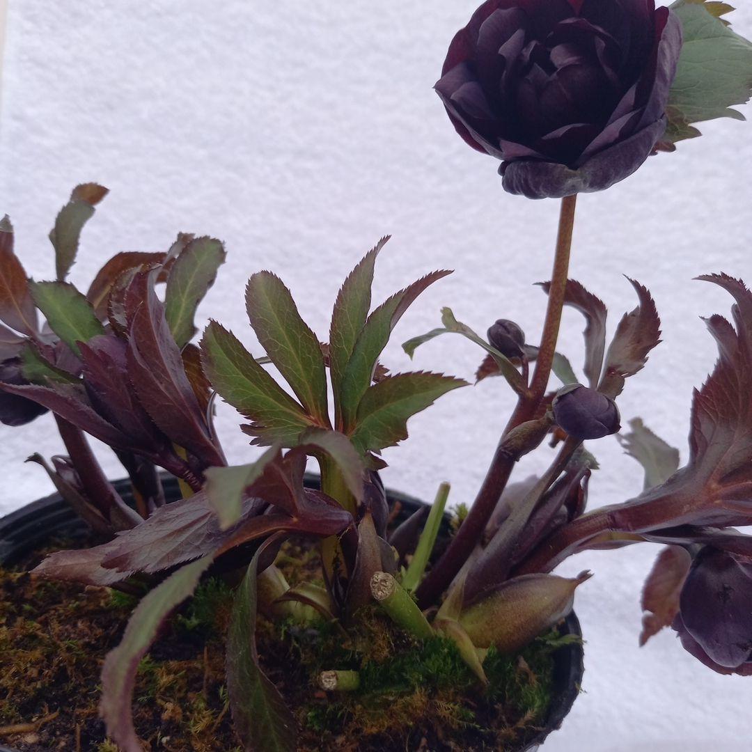 コロンとまん丸、ダークショコラ系♪クリスマスローズ、大苗、開花株