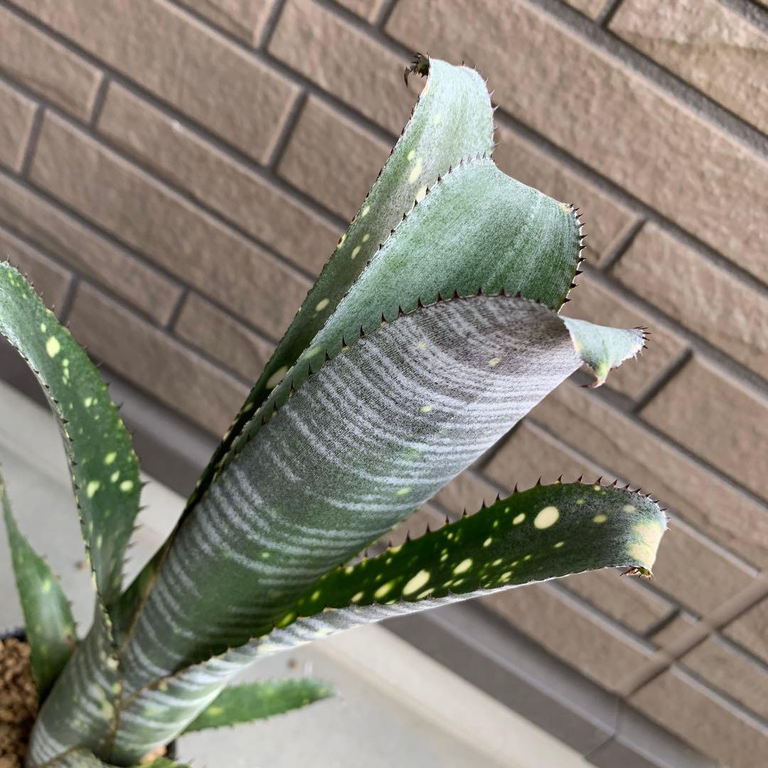 ブロメリア・エアープランツ Billbergia Novena