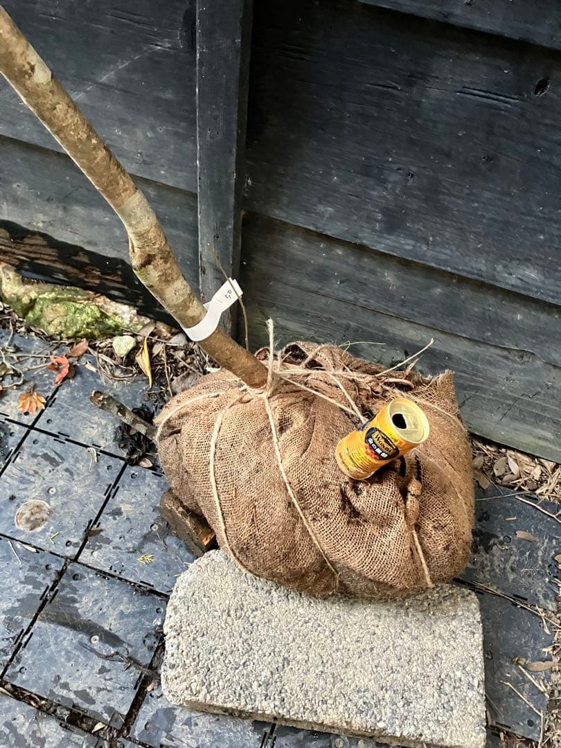 50 山採り　マンサク