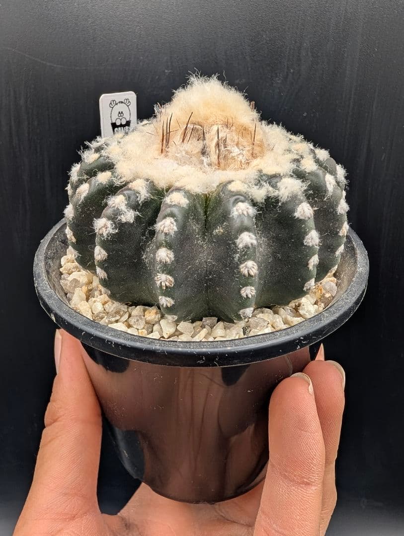 ホルスティ 国内実生 鉢植えメルカリ便送料込み