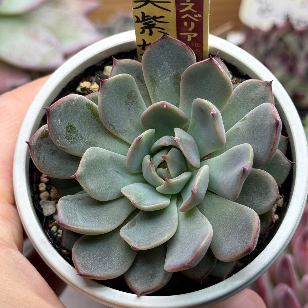 美紫妃 おらいさん苗 ミックスベリア ポットごと発送 ) 多肉植物
