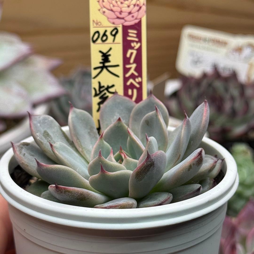 美紫妃 おらいさん苗 ミックスベリア ポットごと発送 ) 多肉植物