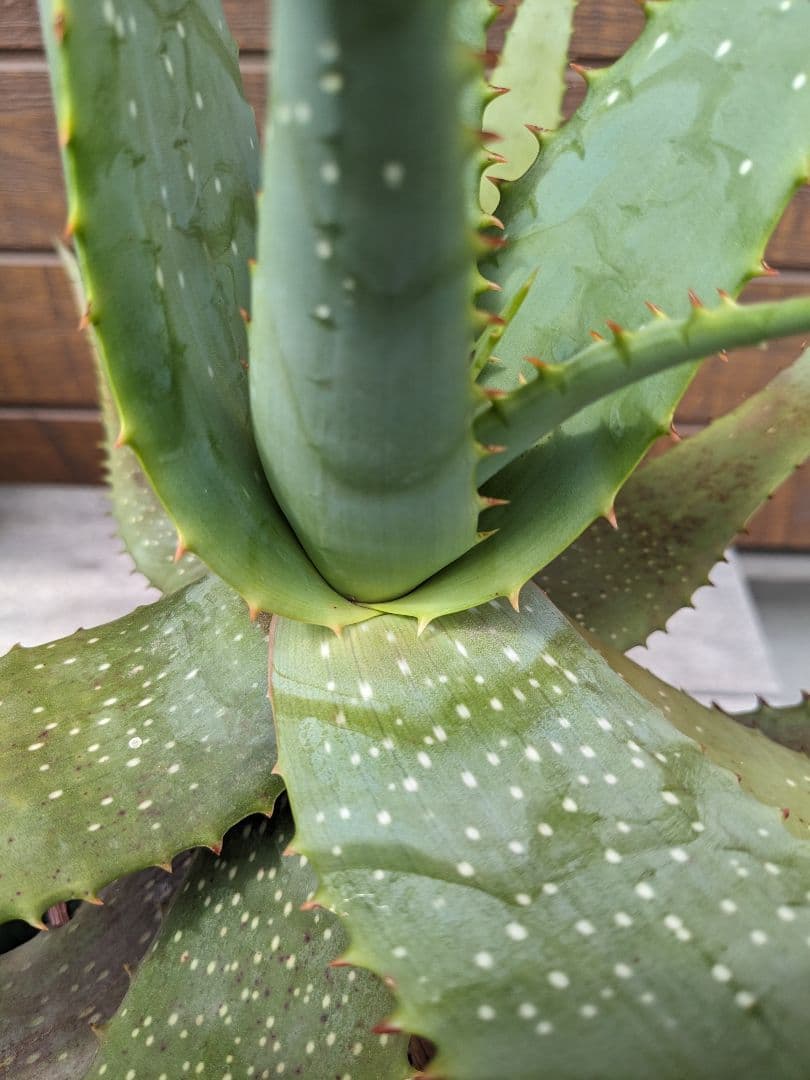 アロエ　ミクロスティグマ大株