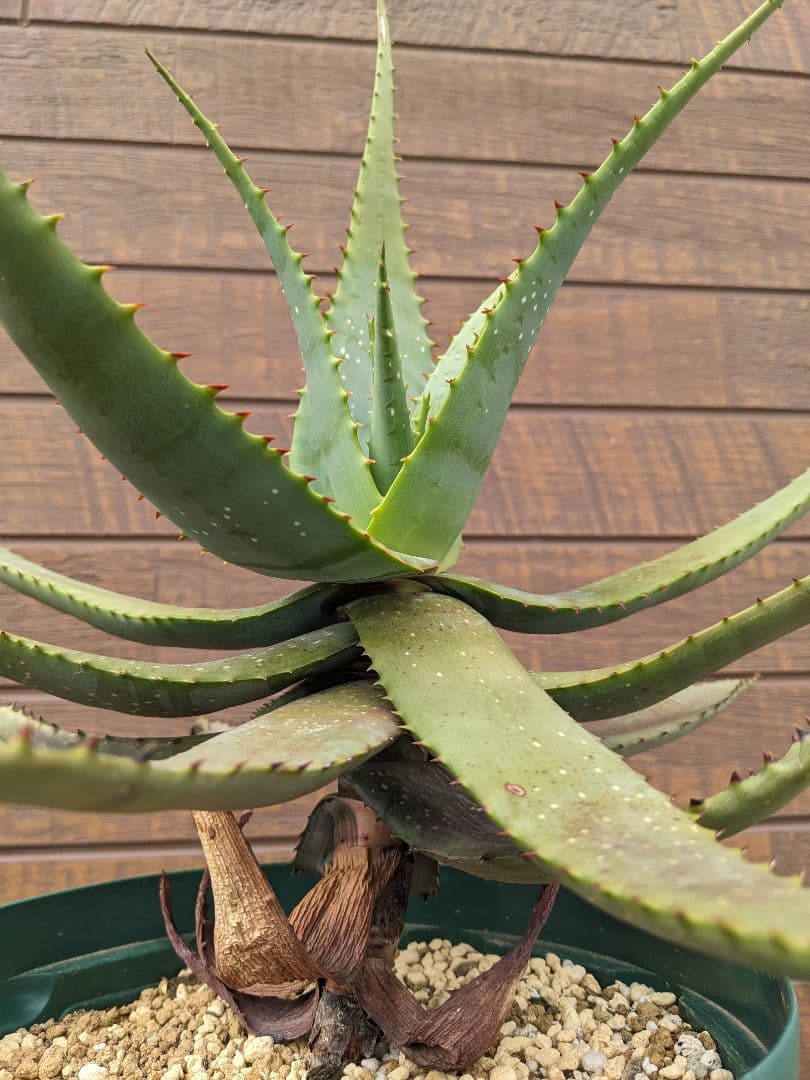 アロエ　ミクロスティグマ大株