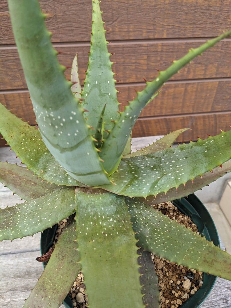 アロエ　ミクロスティグマ大株