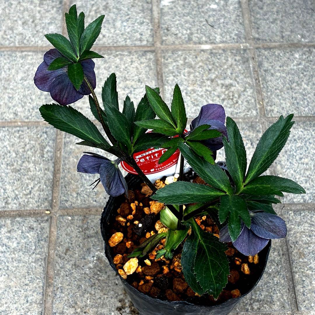 735☘️タグ付☘️⭐️ベビードール⭐️超小輪⭐️リバースピコティ⭐️超コンパクト⭐️横山園芸