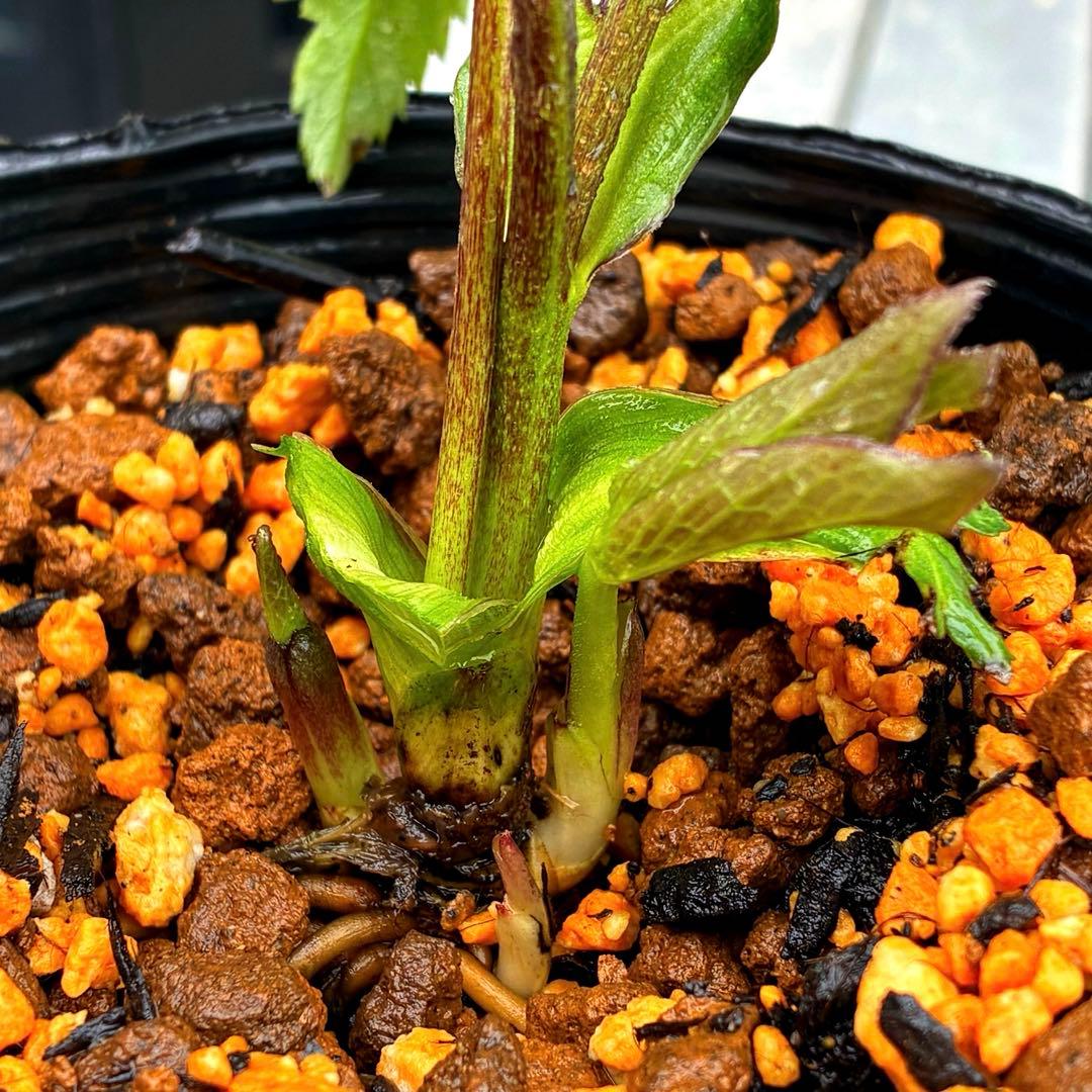 735☘️タグ付☘️⭐️ベビードール⭐️超小輪⭐️リバースピコティ⭐️超コンパクト⭐️横山園芸