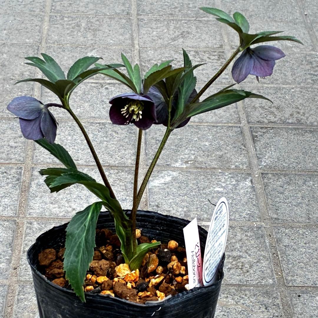 735☘️タグ付☘️⭐️ベビードール⭐️超小輪⭐️リバースピコティ⭐️超コンパクト⭐️横山園芸