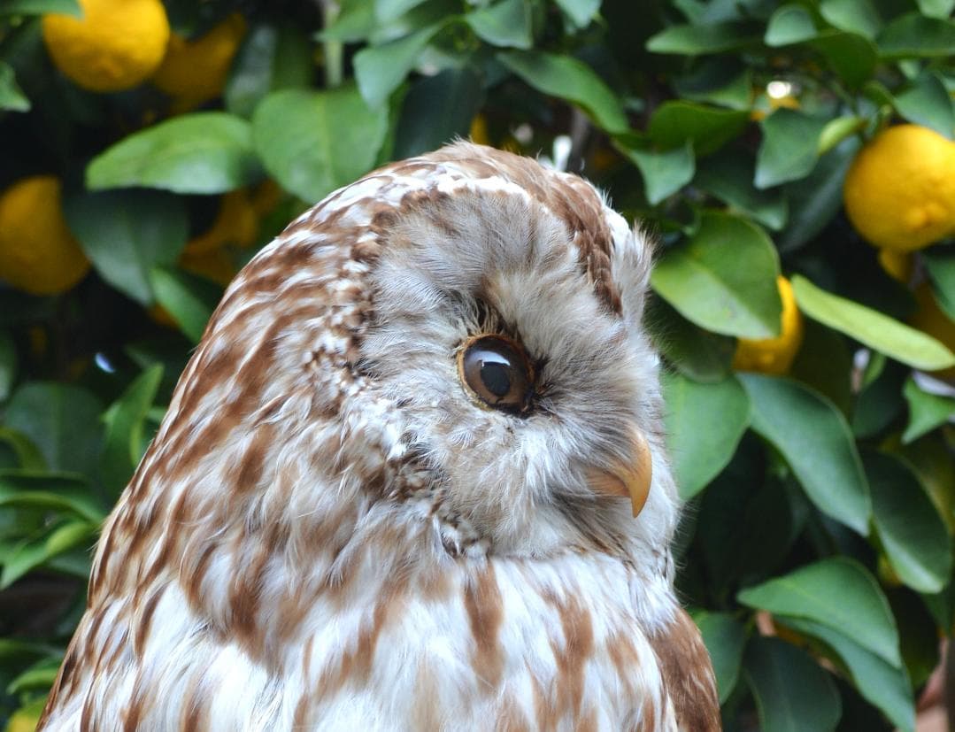 最終　本土フクロウ　剥製　インテリア　置物　飾り物「国際希少野生動植物種」指定外