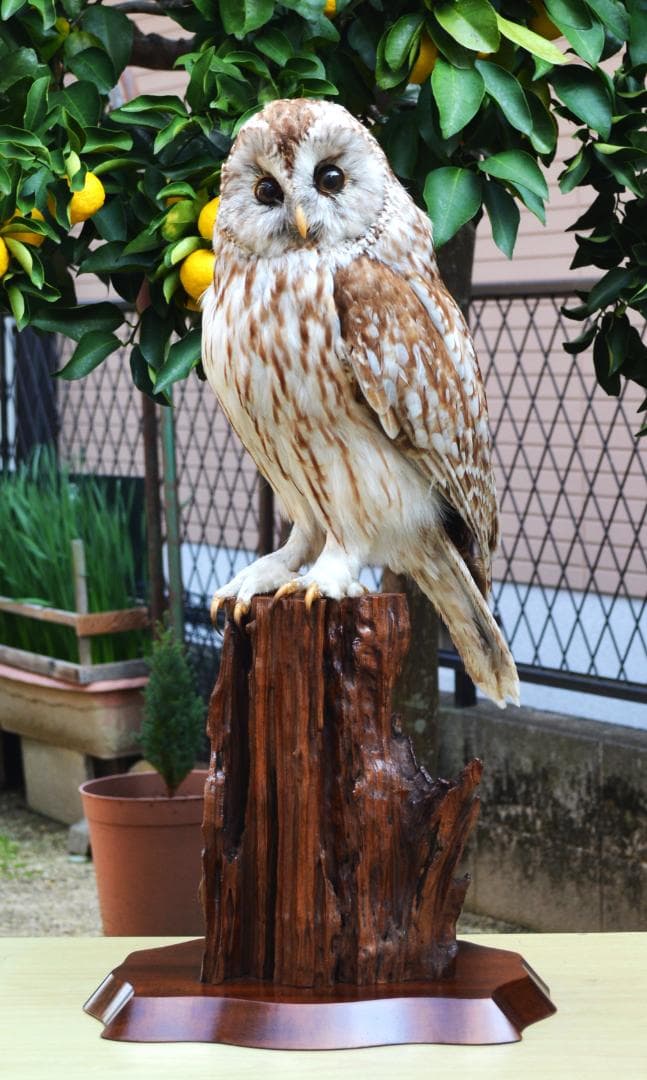 最終　本土フクロウ　剥製　インテリア　置物　飾り物「国際希少野生動植物種」指定外