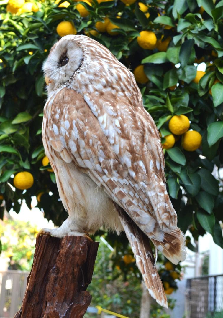 最終　本土フクロウ　剥製　インテリア　置物　飾り物「国際希少野生動植物種」指定外