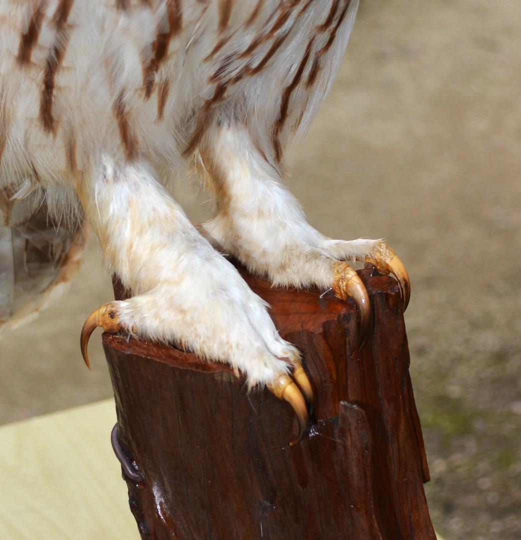 最終　本土フクロウ　剥製　インテリア　置物　飾り物「国際希少野生動植物種」指定外