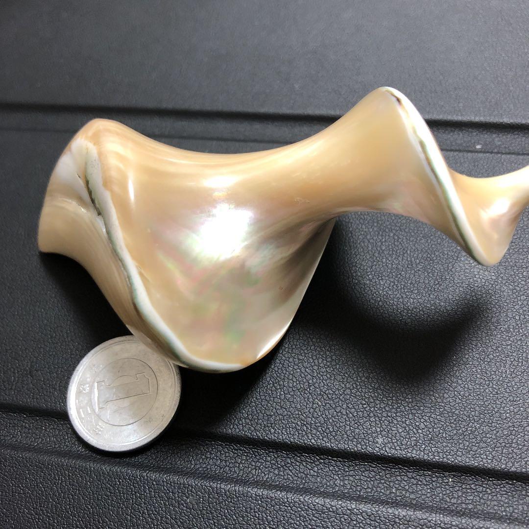 夜光貝オブジェ