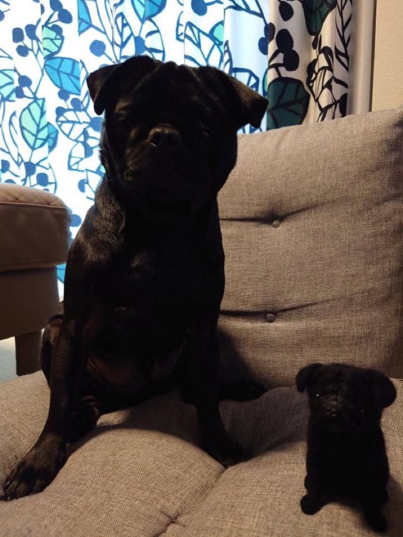 手のひらペット　羊毛フェルト　うちの子オーダー　プレゼント　マスコット　ペット