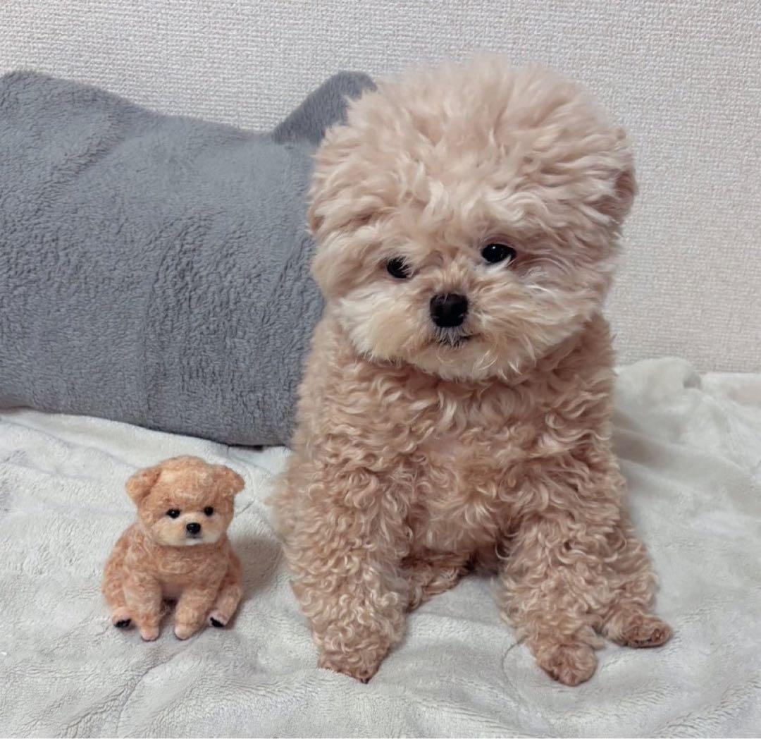 手のひらペット　羊毛フェルト　うちの子オーダー　プレゼント　マスコット　ペット