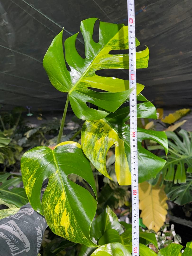 46 モンステラ　ボルギシアナ　オーレア　黄斑　健康成長点カット苗