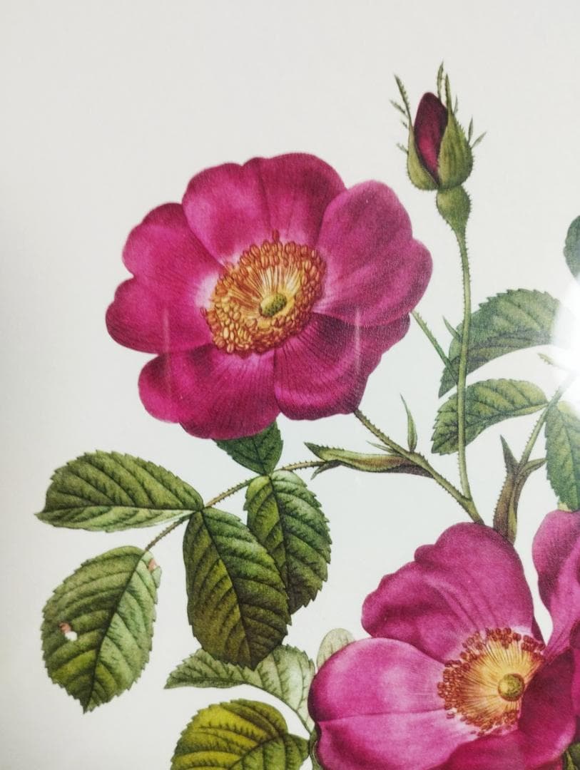 ピエール ジョゼフ・ルドゥーテ ロサ プミラRoses de Francfort