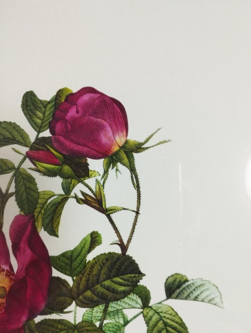 ピエール ジョゼフ・ルドゥーテ ロサ プミラRoses de Francfort