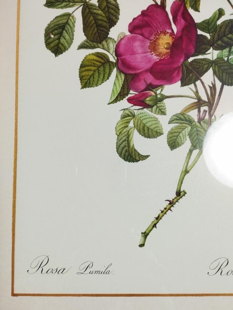 ピエール ジョゼフ・ルドゥーテ ロサ プミラRoses de Francfort