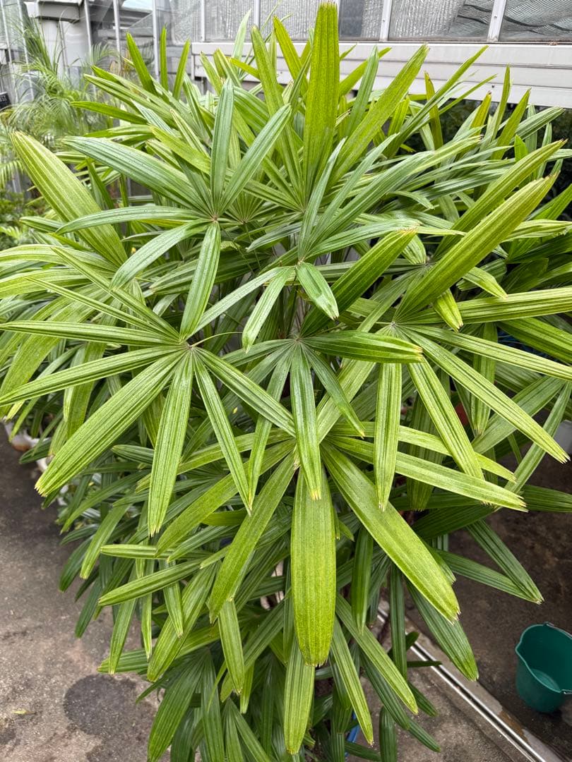 【直接取引限定】特大観葉植物!観音竹 約2m60cm 15号サイズ 懸崖鉢