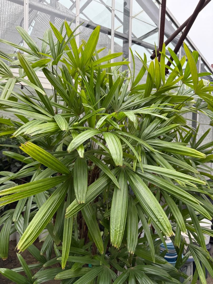 【直接取引限定】特大観葉植物!観音竹 約2m60cm 15号サイズ 懸崖鉢