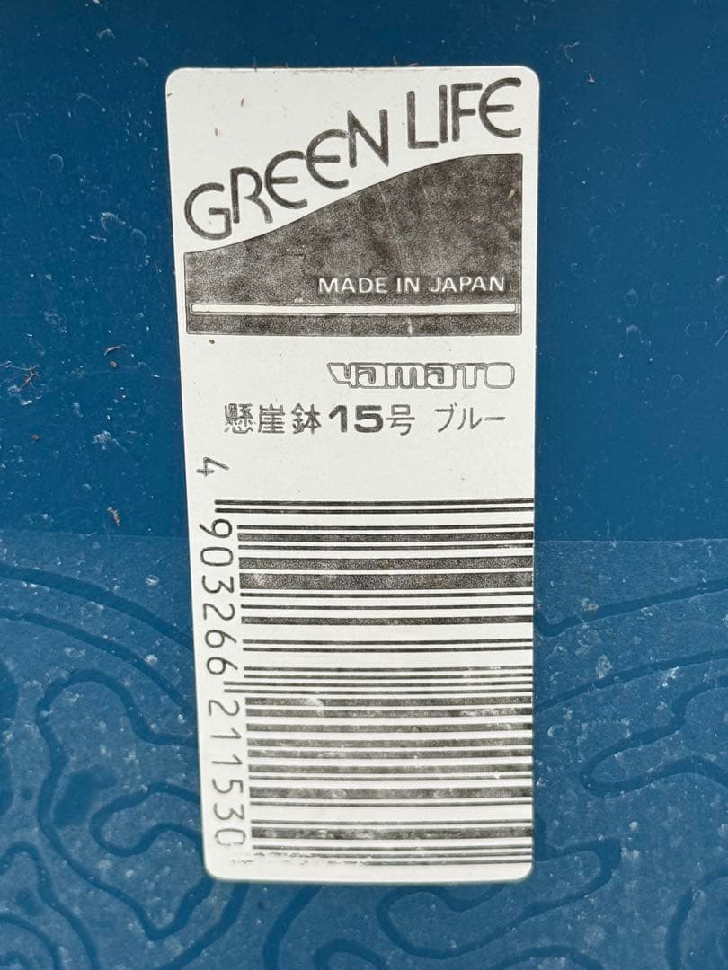 【直接取引限定】特大観葉植物!観音竹 約2m60cm 15号サイズ 懸崖鉢