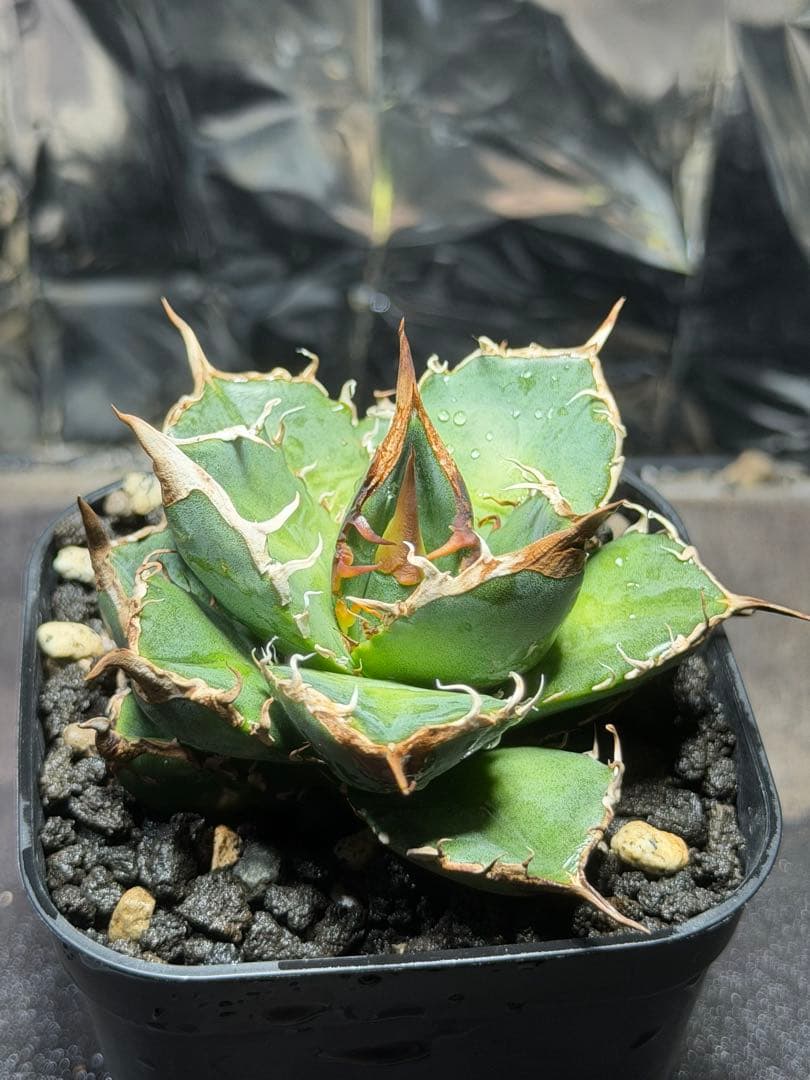 アガベ　緑犀牛　子株②