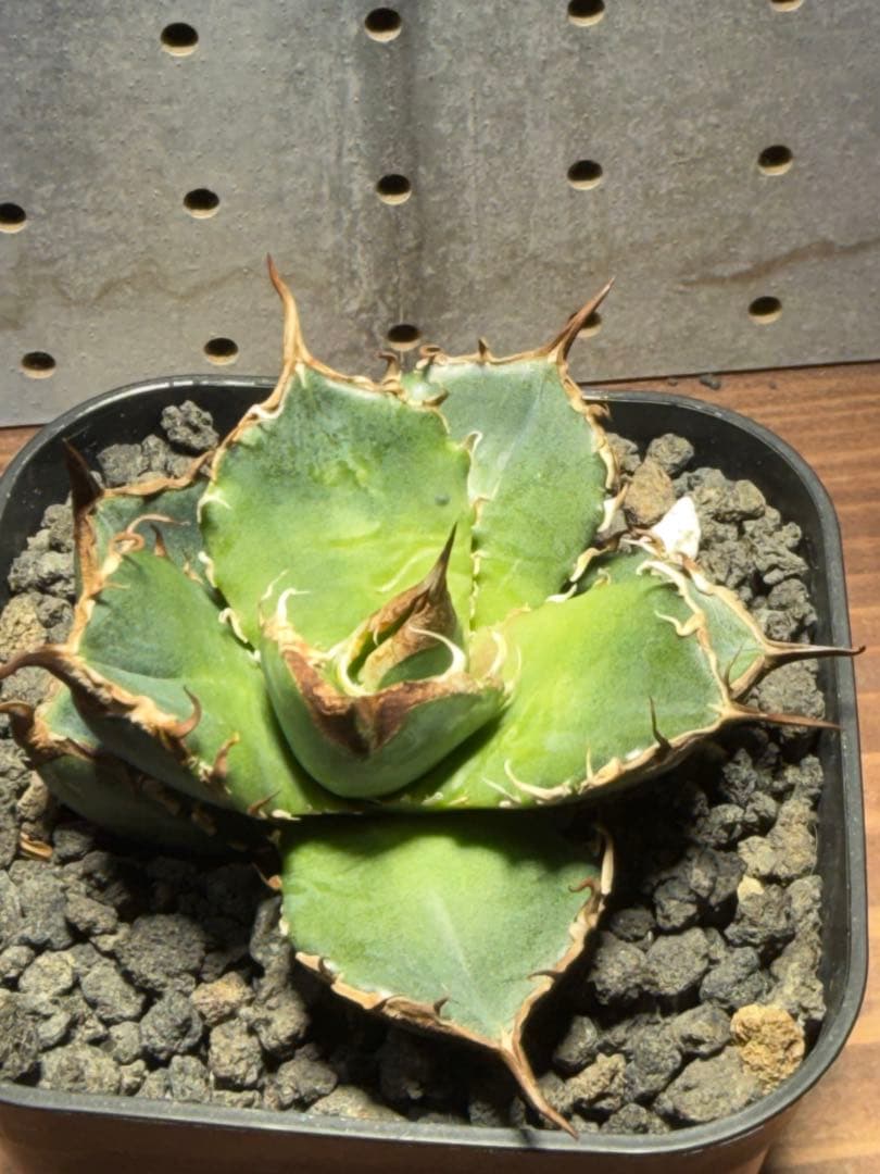 アガベ　緑犀牛　子株②