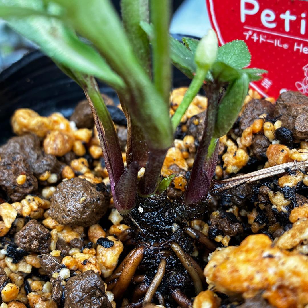 3734☘️タグ付き☘️⭐️ベビードール⭐️超小輪⭐️超コンパクト⭐️横山園芸⭐️