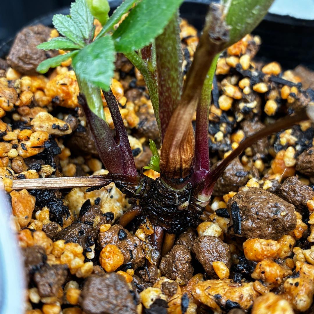 3734☘️タグ付き☘️⭐️ベビードール⭐️超小輪⭐️超コンパクト⭐️横山園芸⭐️